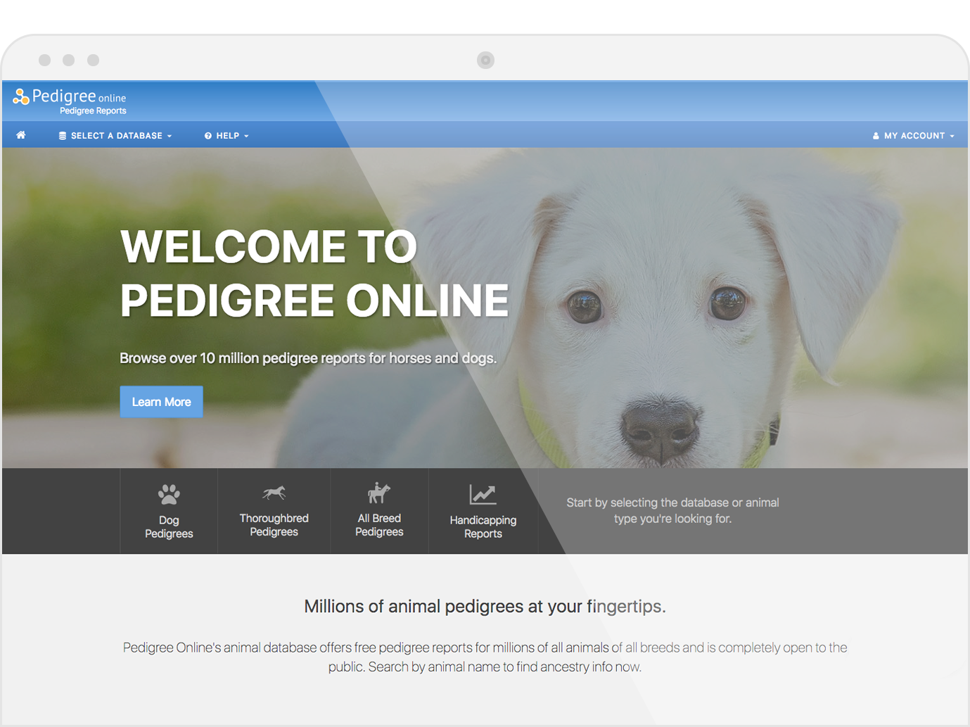 pedigree-porfolio-item-no-logo